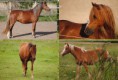/album/detsky-jezdecky-krouzek/ponies-jpg/